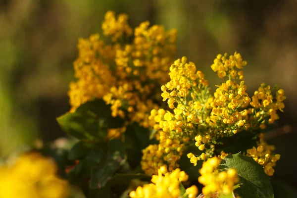 Mahonia Repens Amarillo Hermoso Árbol Miel Florece Jardín Primavera —  Fotos de Stock