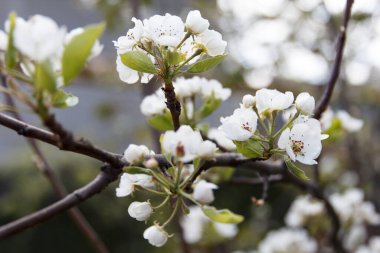 Meyve ağacında büyüyen bir armutun güzel beyaz çiçekleri.
