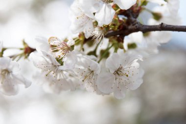 Güzel bahar çiçekleri açan kiraz ağacı, mavi gökyüzünün arka planında beyaz çiçekler