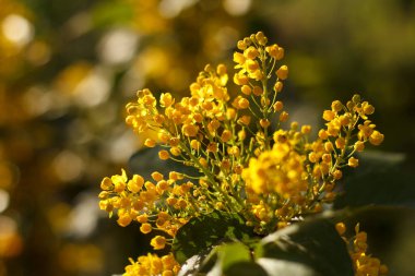 Mahonia tövbe eder sarı güzel bal ağacı baharda bahçede açar.
