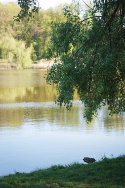 Manzara, sakin bir göl üzerinde gün batımı yeşillik ve baharda sazlıklarla çevrili.