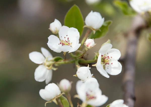 Белые Красивые Цветы Растущей Груши Фруктовом Дереве — стоковое фото