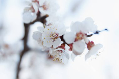Güzel bahar çiçekleri açan kiraz ağaçları, beyaz arka planda beyaz çiçekler.