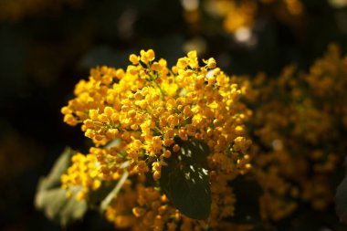 Mahonia tövbe eder sarı güzel bal ağacı baharda bahçede açar.