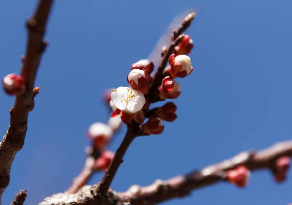 Bela Árvore Cereja Florescendo Início Primavera Flores Brancas Fundo Céu — Fotografia de Stock