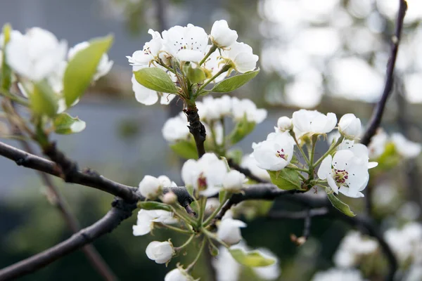 Białe Piękne Kwiaty Rosnącej Gruszki Drzewie Owocowym — Zdjęcie stockowe