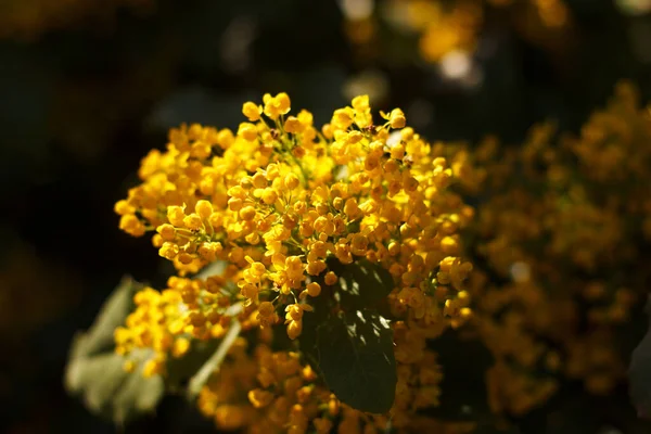 Mahonia tövbe eder sarı güzel bal ağacı baharda bahçede açar.