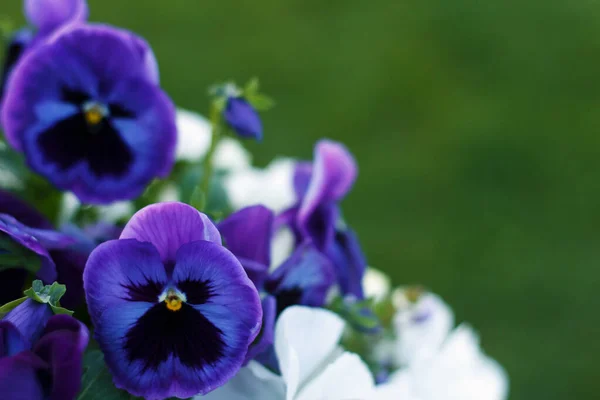 Герань Аромат Разноцветный Фиолетовый Белое Поле Цветущих Летних Цветов Зеленом — стоковое фото