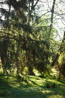 Güneş ışığında manzara ormanı, kozalaklı ve yeşil dalkavuk ağaçlar ormanda yetişir.