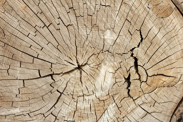 Natural Old Wood Section Cracks — Stock Photo, Image