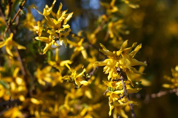 Forsythia Shrub Tree Genus Olive Beautifully Blooms Spring Yellow Flowers — Stock Photo, Image