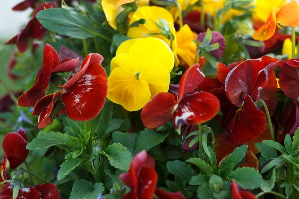Güzel Sardunya Kokulu Çok Renkli Kırmızı Sarı Çiçekli Yaz Çiçekleri — Stok fotoğraf