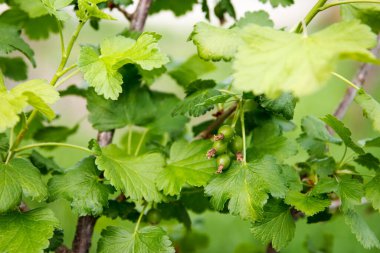 Currant bush with green little berries grows in the garden. Springtime