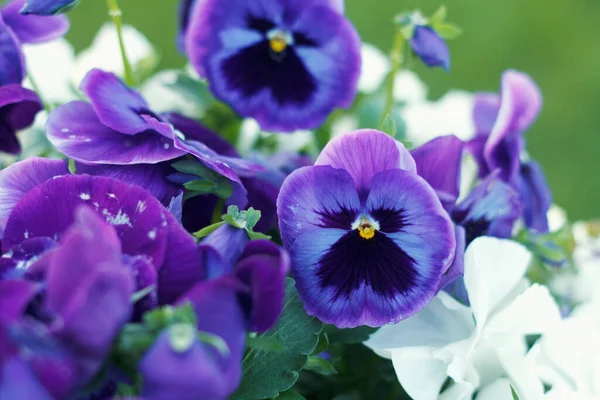 Geranium Odorata Pestrobarevné Fialové Bílé Pole Kvetoucích Letních Květin Zeleném — Stock fotografie