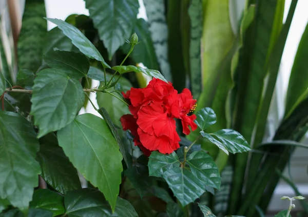 Rosa China Floreció Maravillosamente Balcón Entre Otros Jarrones Con Flores —  Fotos de Stock