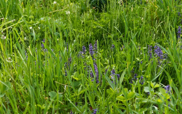 Beauty Forest Glade Flowering Strawberry Flowers Thick Grass — Stok fotoğraf