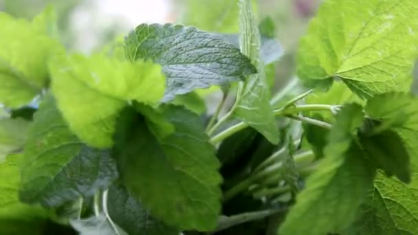 Just Harvested Fresh Crop Plant Medicinal Melissa Lemon Mint — Stock Video