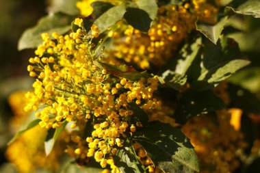 Mahonia tövbe eder sarı güzel bal ağacı baharda bahçede açar.