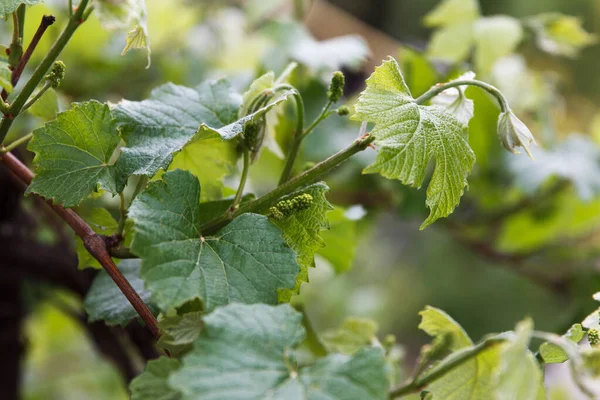 Wijngaard Staaftak Met Kleine Druiventrossen Bladeren Het Voorjaar — Stockfoto