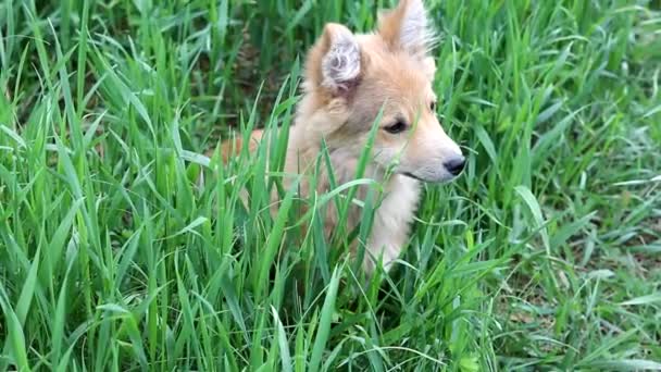 Cão Bonito Senta Grama Verde Alta — Vídeo de Stock