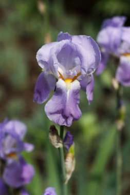Sokakta çiçek açan leylak süsen çiçekleri. Güzel arkaplan