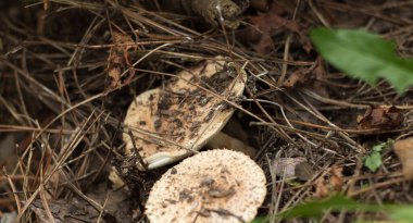 Sonbaharda ormanda yenilebilir mantarlar yetişir.