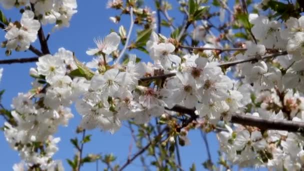 Цветущие Вишни Белые Цветы Ветвях Красиво Трясутся Ветру Саду Против Стоковое Видео