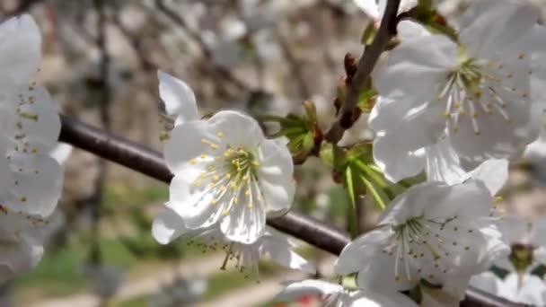 Cerejas Floridas Flores Brancas Ramos São Belamente Sacudidas Pelo Vento — Vídeo de Stock