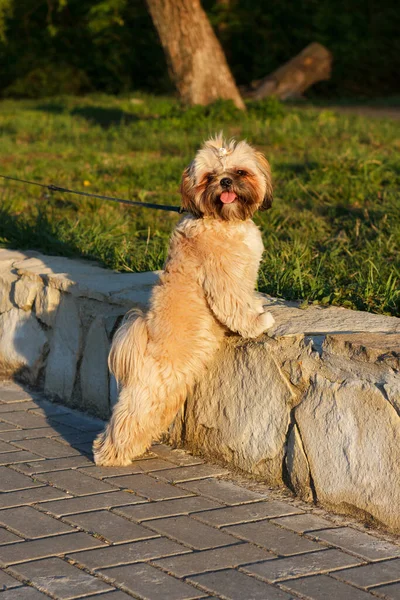 小さな美しい犬ヨークシャー テリア ラッシュウォーク公園で遊んでいます — ストック写真