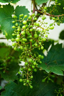 Bahçedeki bir dalda yeşil olgunlaşmamış küçük üzümler büyür ve şarap için ekşidir.