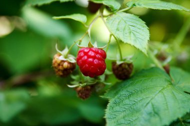 Bahçe dallarında kırmızı, tatlı ve lezzetli ahududu meyveleri.