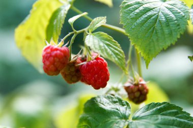 Bahçe dallarında kırmızı, tatlı ve lezzetli ahududu meyveleri.