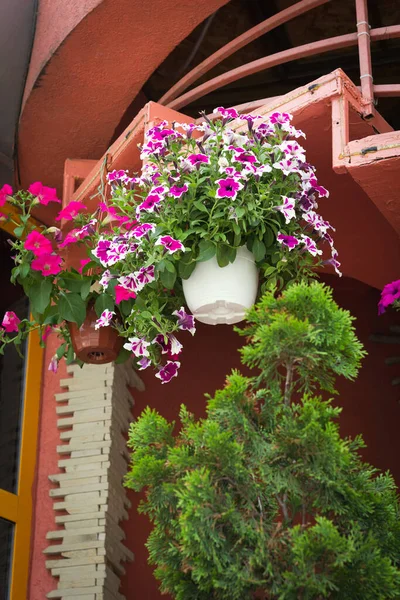 赤い花のフレームの家の入り口と美しい花の鍋 — ストック写真
