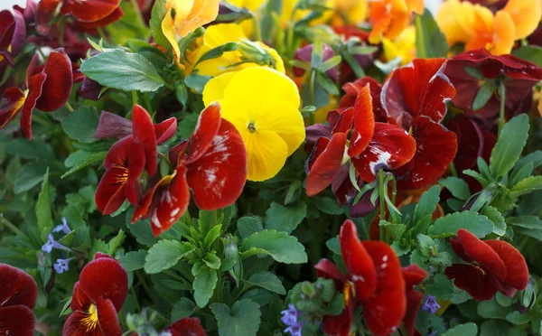 Geranium Odorata Pestrobarevné Červené Žluté Pole Kvetoucích Letních Květin — Stock fotografie