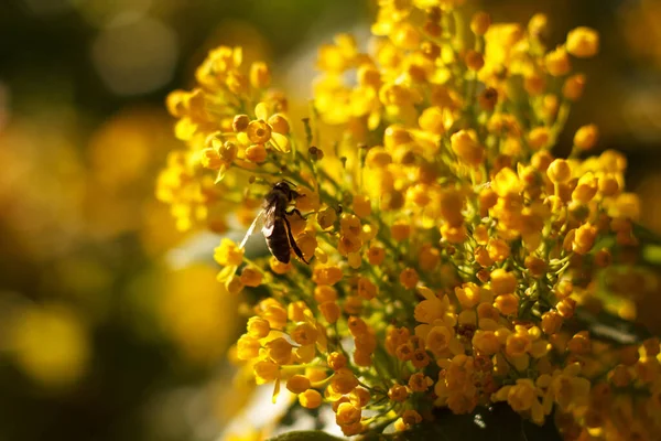 Пчела Собирает Нектар Цветущей Желтой Магонии Медовое Дерево Гарде — стоковое фото
