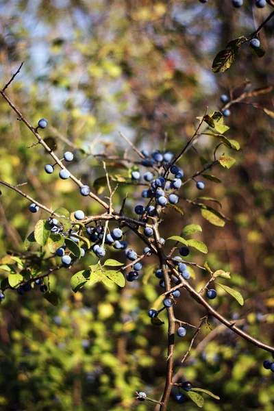 Les Baies Bleues Dormaient Sur Buisson Épineux Dans Forêt Automne — Photo