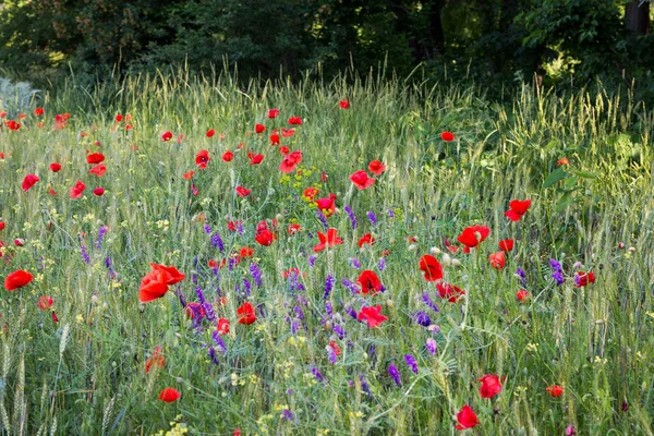 在阳光灿烂的日子里 美丽的田野盛开着鲜花 红罂粟和其他野花 — 图库照片