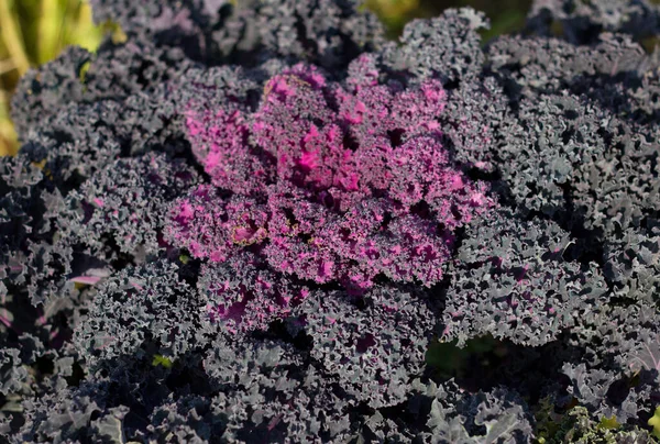 庭に植えられた大きなキャベツの色の装飾は 開花し 庭を飾る — ストック写真