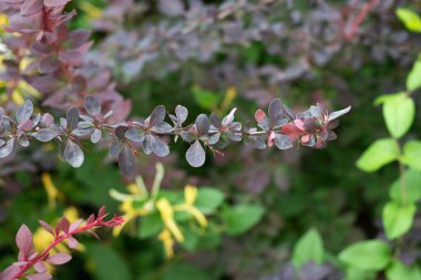 Bahar dalları ve yaprakları
