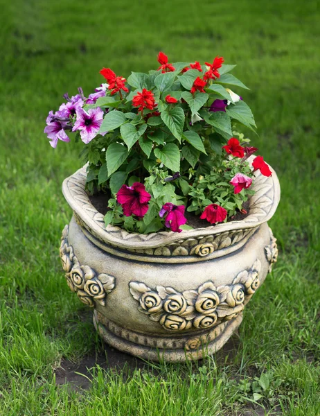 Bonito vaso de flores — Fotografia de Stock