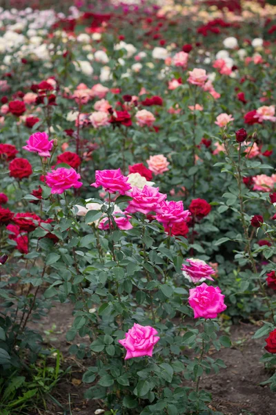 Сад с цветущими розами — стоковое фото