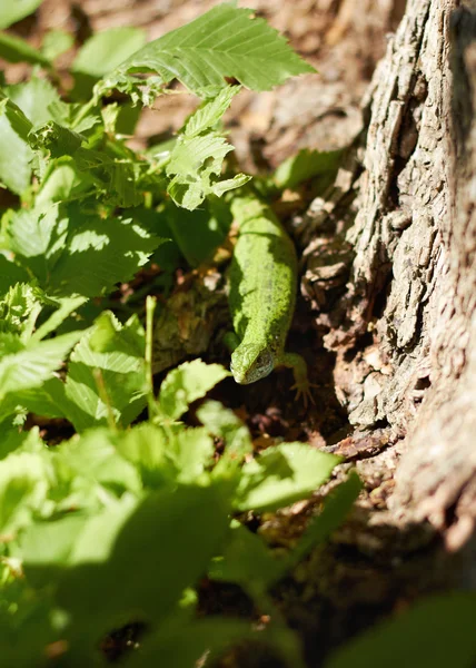 Зеленая ящерица в зеленых листьях — стоковое фото