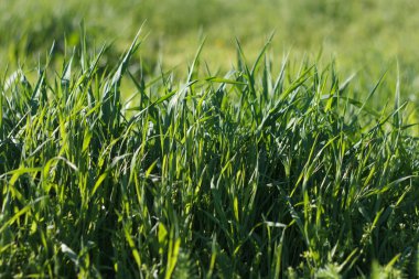 Yüksek yeşil çimenler