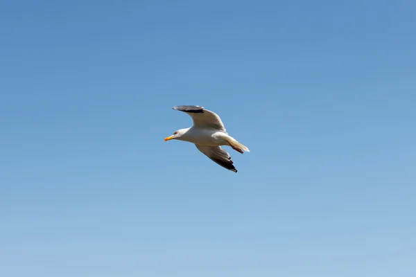 Flying Seagulld — Stock Photo, Image