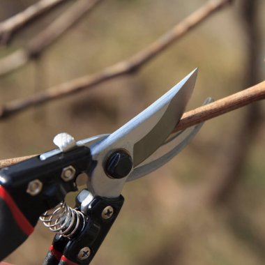 Close-up of pruning shears cutting a dry branch. Tool has a shiny blade and a black handle. Background is blurred, showing a natural setting