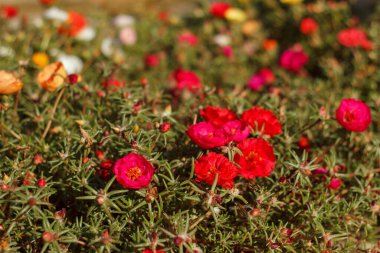 Kırmızı, pembe ve turuncu yosun çiçeklerinden oluşan canlı bir yakın plan. Yakınlarda iki arı uçuyor. Seçici odaklanma ve parlak güneş ışığı sıcak ve neşeli bir hava yaratır. Doğal arkaplan.