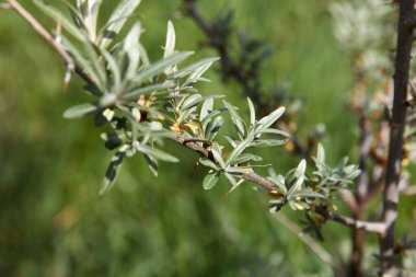 Yeşil bir dalın (Hippophae rhamnoides) ayrıntılı yakın çekimi. Gümüşi yeşil yapraklar ve dikenler üzerinde yoğunlaşır, doğal güneş ışığında yumuşak, bulanık yeşil bir arka planı vardır. Doğal, botanik tarzı.