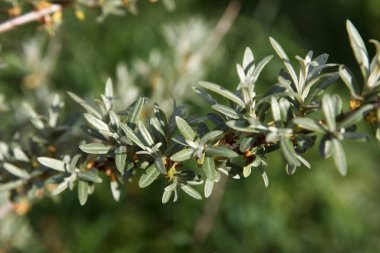 Bir deniz dikeni (Hippophae rhamnoides) dalının detaylı bir yakın çekimi. Gümüşi yeşil yapraklara ve dikenlere odaklan, doğal güneş ışığında yumuşak, bulanık yeşil bir arkaplan