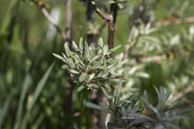 Bir deniz dikeni (Hippophae rhamnoides) dalına yakın çekim. Gümüşi yeşil yapraklar ve dikenler üzerinde yoğunlaşır, doğal güneş ışığında yumuşak, bulanık yeşil bir arka planı vardır. Doğal, botanik tarzı.