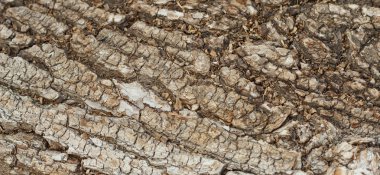 Bir ağaç kabuğu yapısı